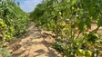 Imagem de Agrícolas produzidas no Porto Santo com transporte marítimo para a Madeira gratuito