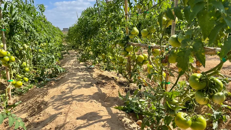 Imagem de Agrícolas produzidas no Porto Santo com transporte marítimo para a Madeira gratuito