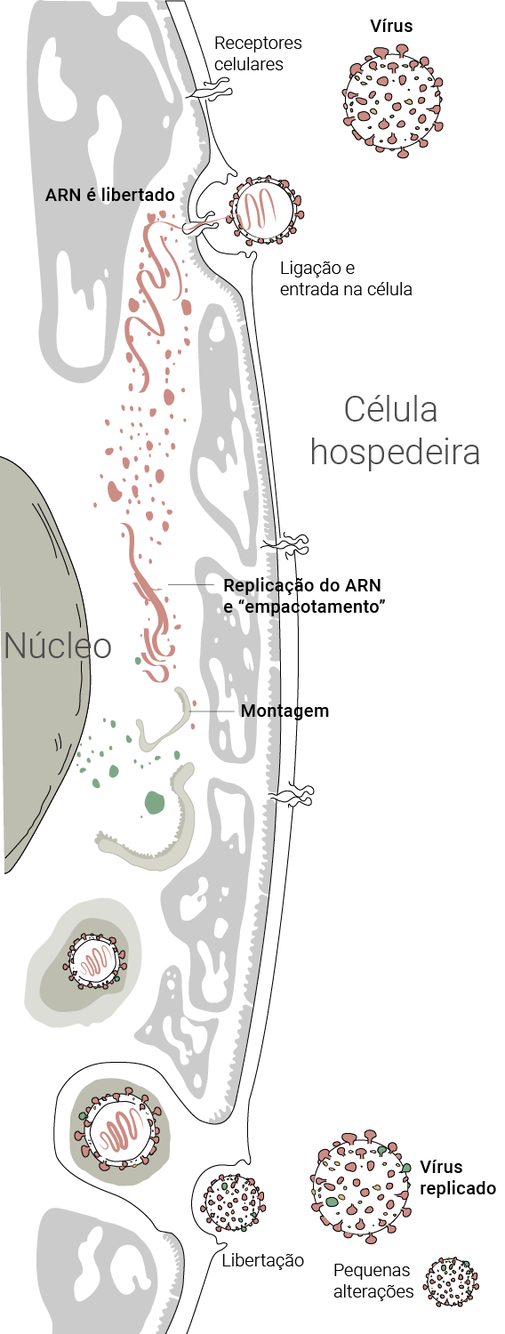 celula hospedeira