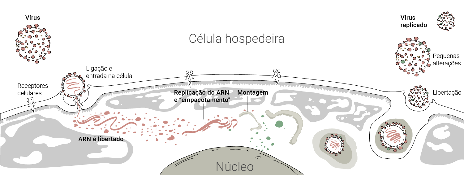 ilustração celula hospedeira