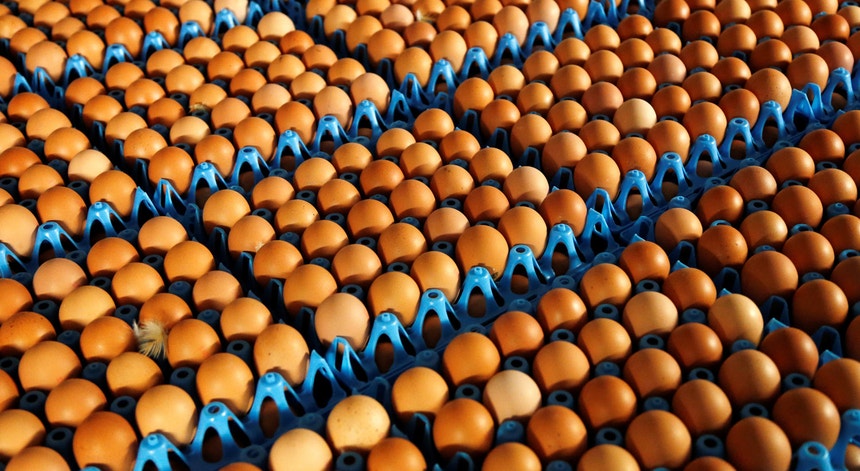 Ovos armazenados num aviário em Wortel, Bélgica 
