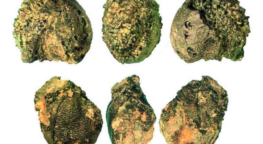 Restos carbonizados de pão de milho miúdo, encontrados nos sedimentos da Idade do Bronze em locais habitacionais da mina de cobre de Prigglitz-Castelli, nos Alpes austríacos.
