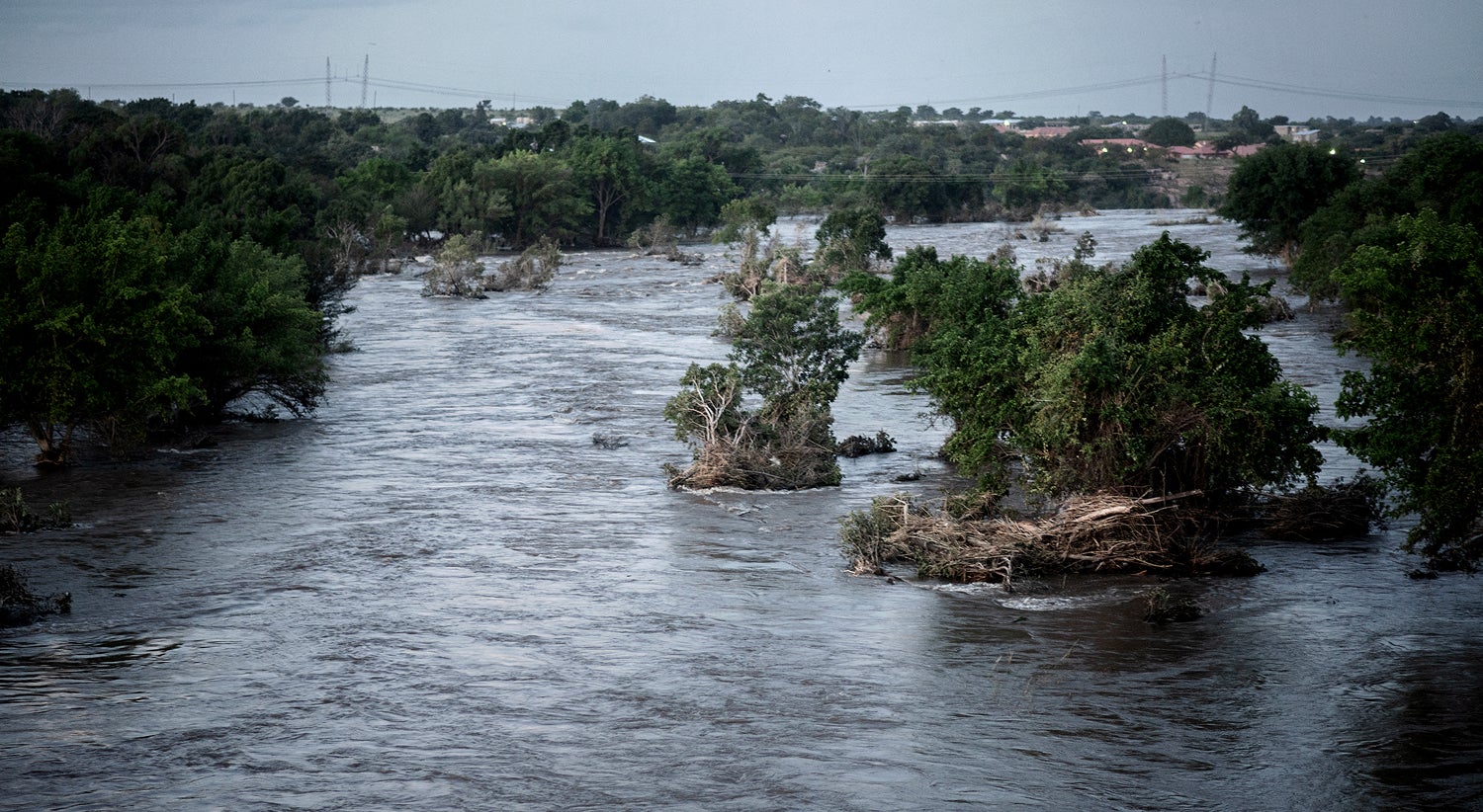 Restos mortais português encontrados dentro de crocodilo na África do Sul