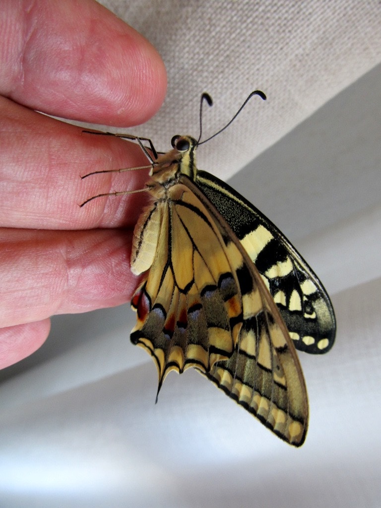  Enviada por Albano Matos  