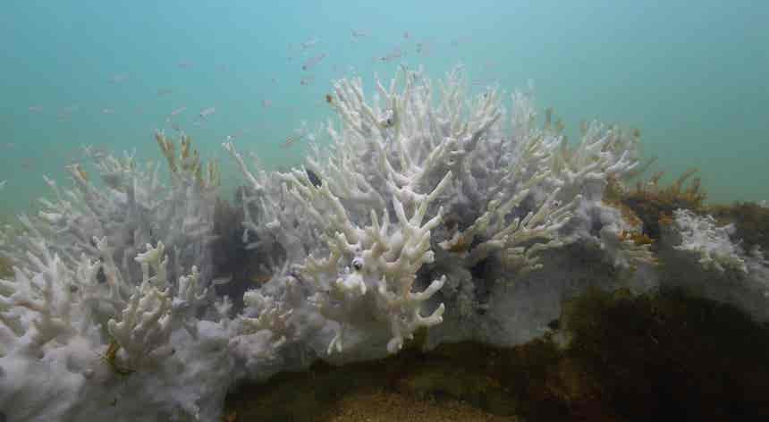 Coral sem cor. Pior episdio no Brasil