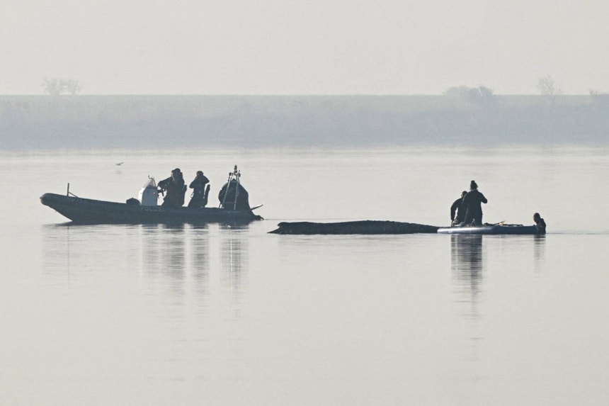 Imagem de Milionários financiam tentativa desesperada de salvar baleia encalhada na Alemanha