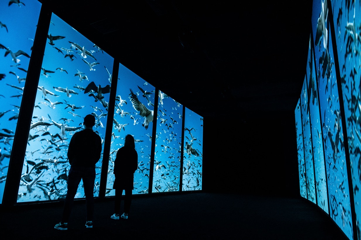  &quot;One, o mar com nunca o sentiu&quot;, 2019 | Pedro Pina - Ocean&aacute;rio de Lisboa  