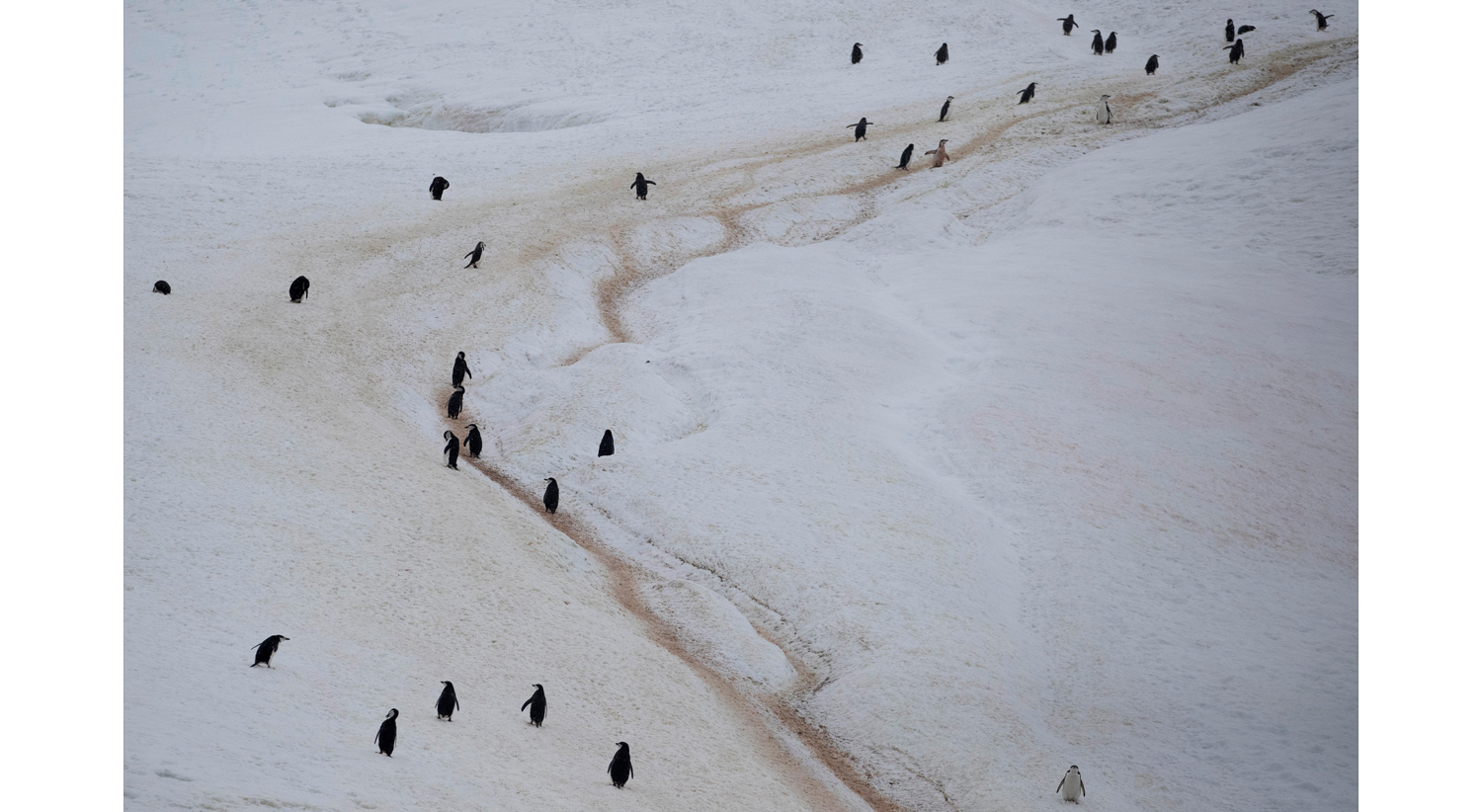  Col&oacute;nia de Pinguins de barbicha na Ant&aacute;rtida a 1 de feveiro. /Ueslei Marcelino - Reuters 