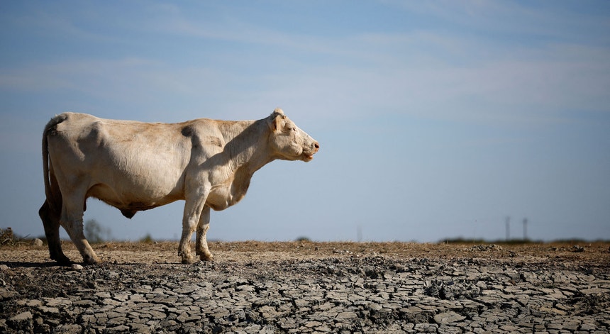 Uma vaca num campo seco, na pior seca de sempre em França, agosto de 2022
