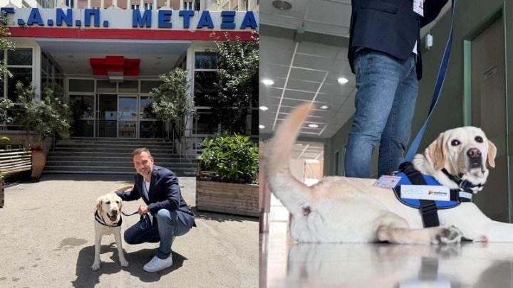 Dylan, o primeiro cão contratado pelo Serviço Nacional de Saúde da Grécia