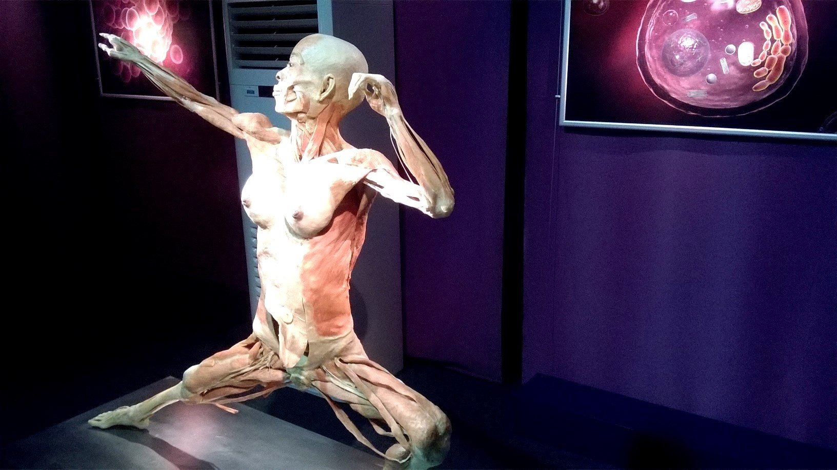  Cr&eacute;ditos: Alexandra Sofia Costa  - Antena 1 - RTP  