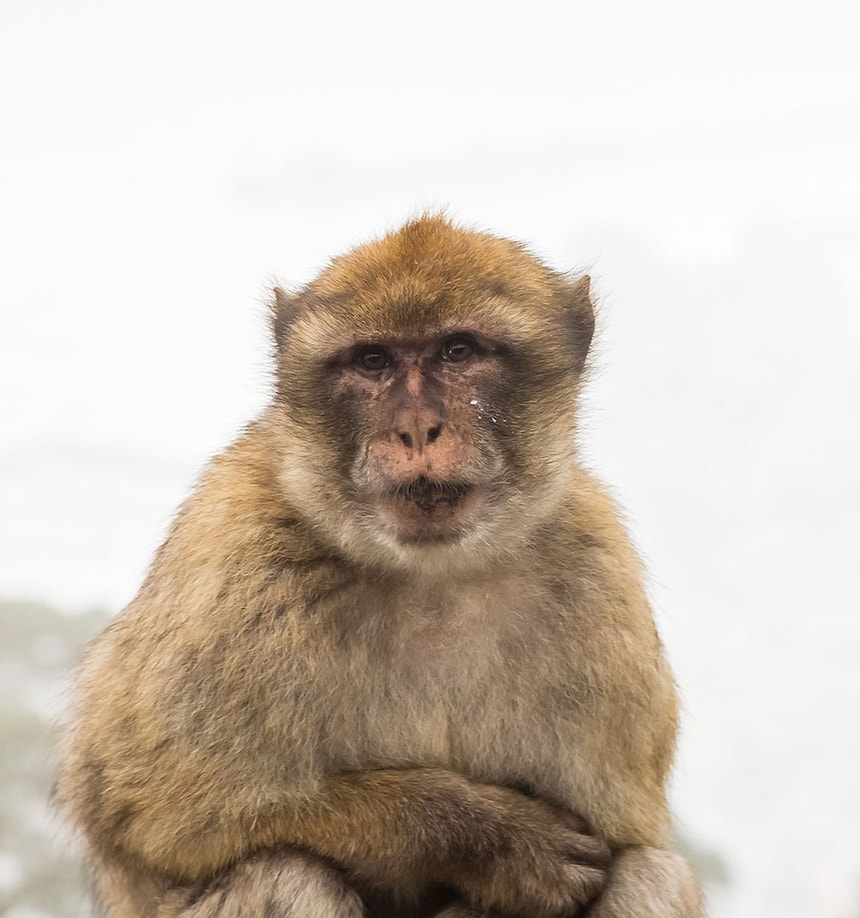 Macaco branco no Jardim Zoológico de Berlim, Alemanha fotos, imagens de ©  kmizina #136501896