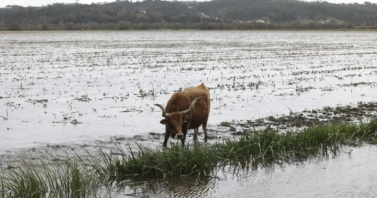 Governo  já pagou 3,3 ME a 431 agricultores