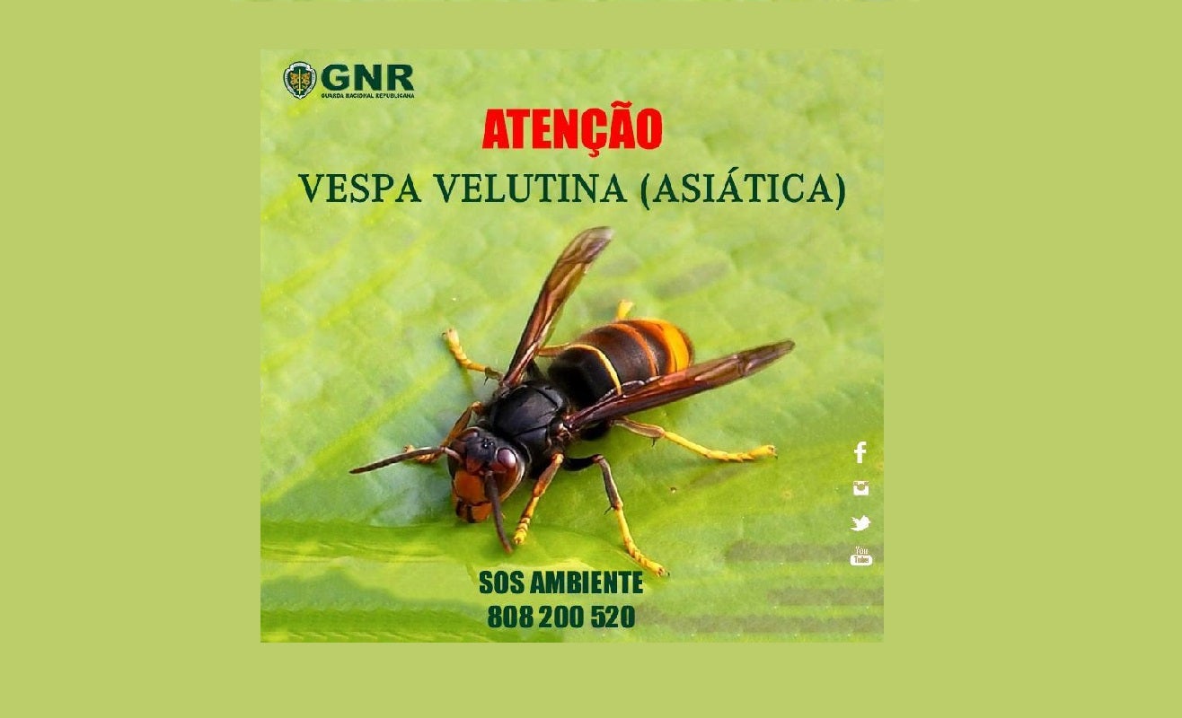 H� maior registo de avistamentos de vespas asi�ticas em Portugal