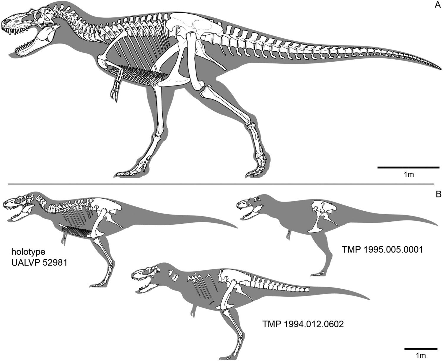Tromerosaurus solumons. Descoberto no Canadá novo elo da cadeia evolutiva do tiranossauro