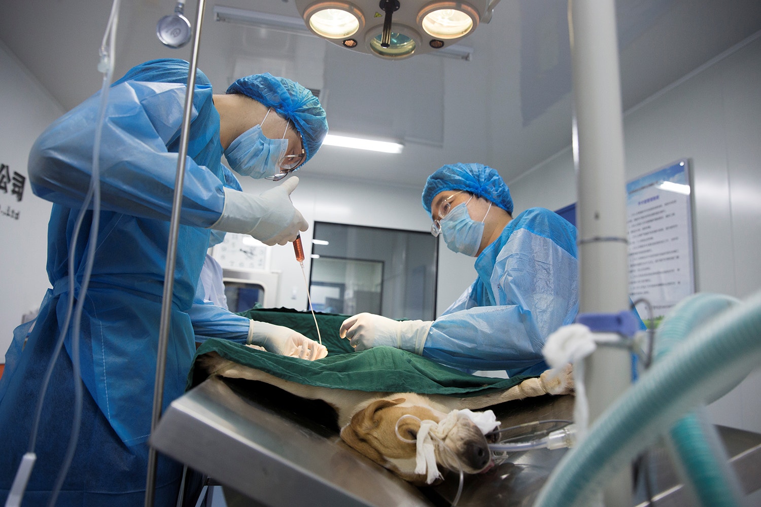  A cirurgia &eacute; feita por veterin&aacute;rios /Thomas Peter - Reuters 