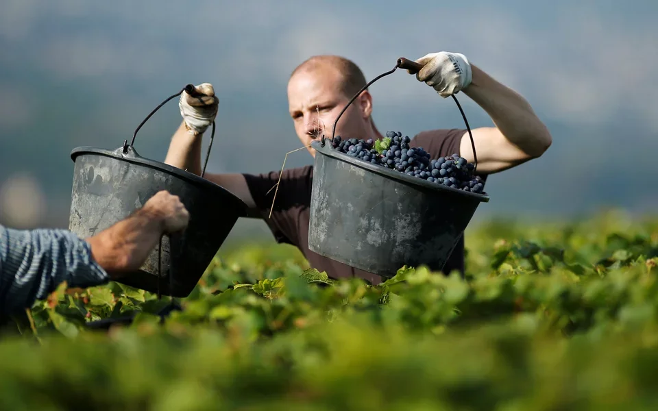 Winegrowers confirm decline in production and blame weather conditions