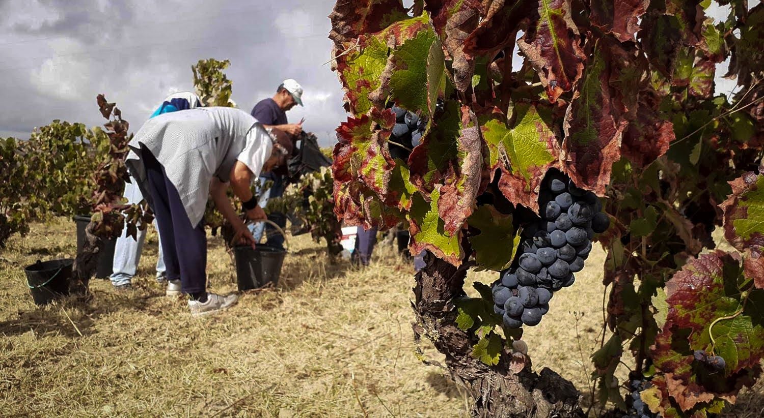 ASAE apreende mais de 18 mil litros de vinho na região centro