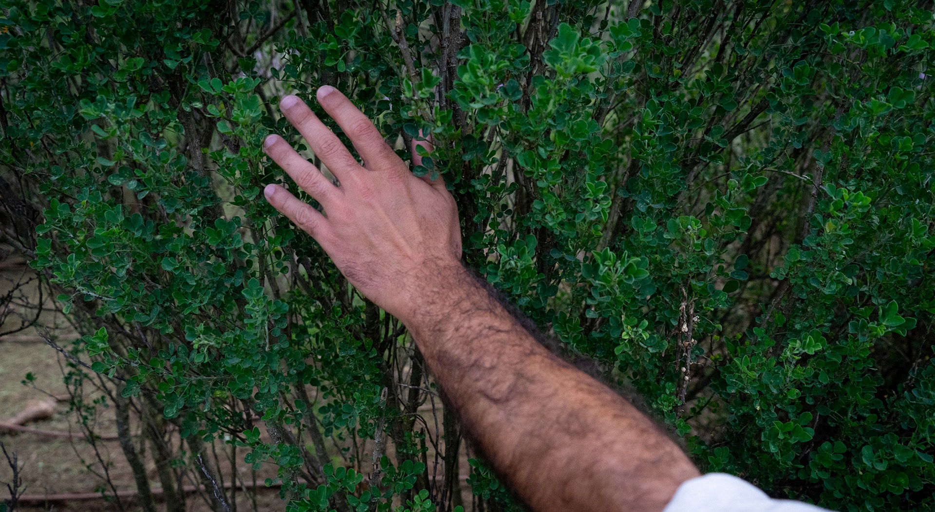  Foto: Rodrigo Lobo - RTP 