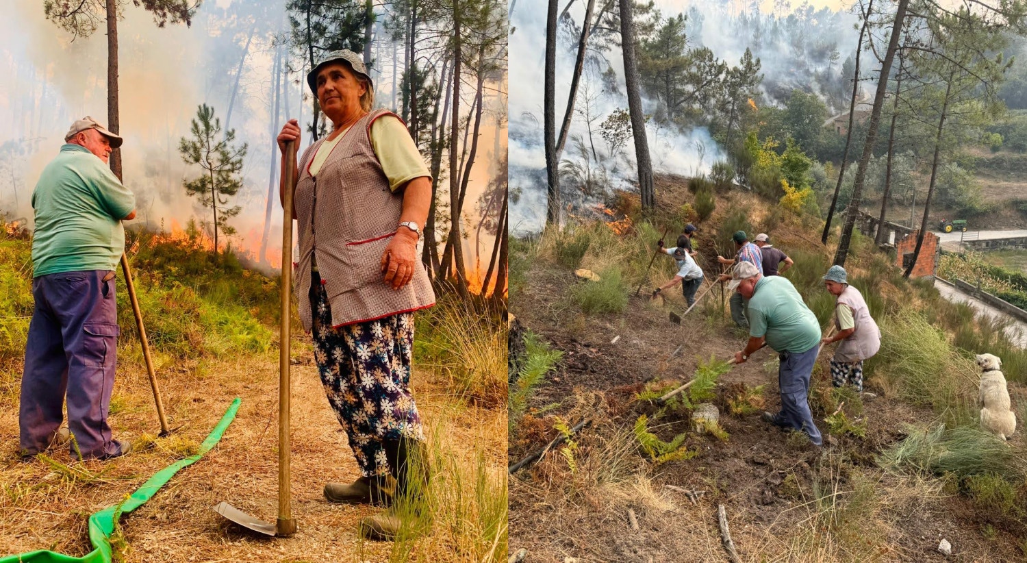  Habitantes trabalham em conjunto para controlar as chamas em Nogueira, Castro Daire. / Foto: Soraia Ramos e Hugo Viana Melo - RTP 