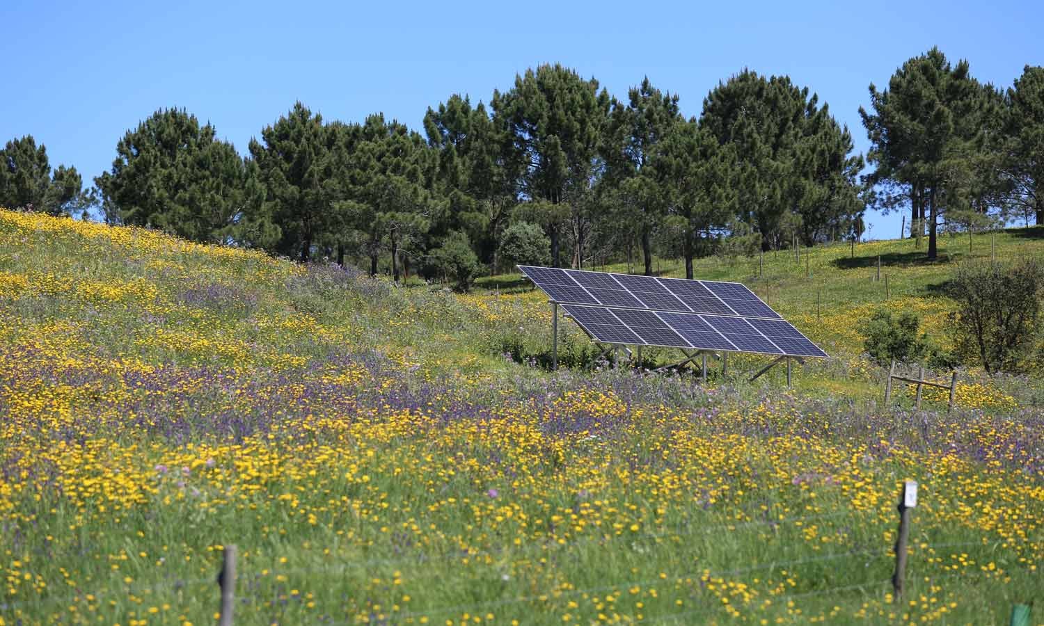 Government to launch new support for households to buy solar panels