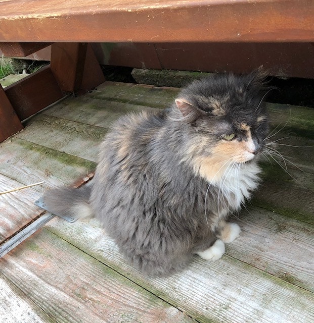  Andrea Neves - Antena 1 