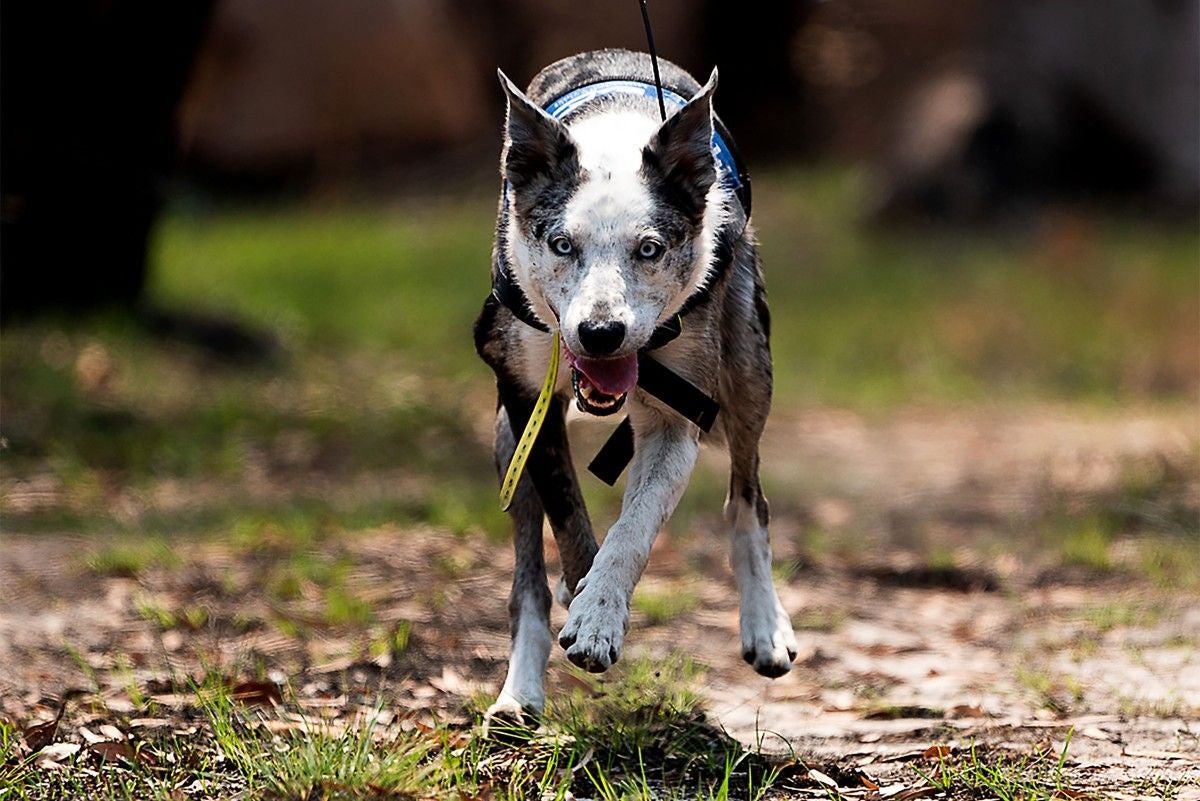 Cão é o melhor amigo do homem há mais tempo do que se pensava