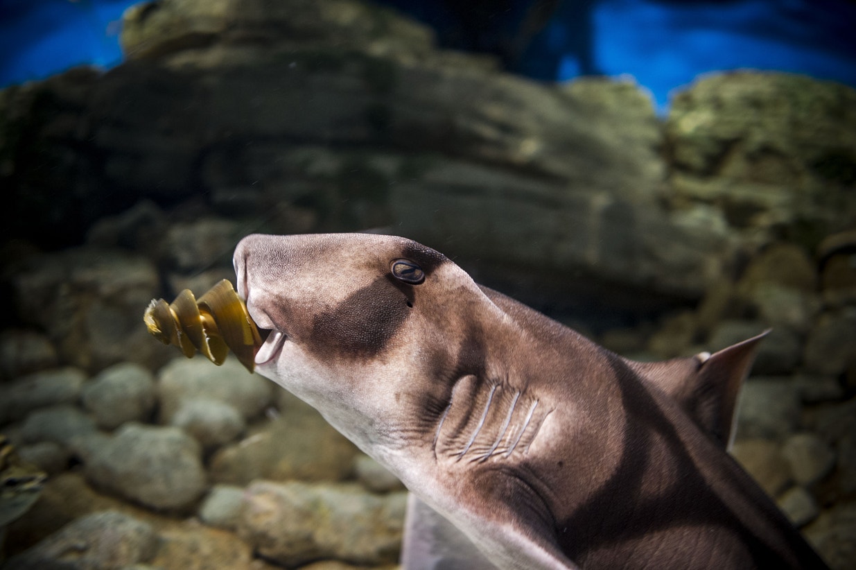  Tubar&atilde;o de portjackson | Pedro Pina - Ocean&aacute;rio de Lisboa 