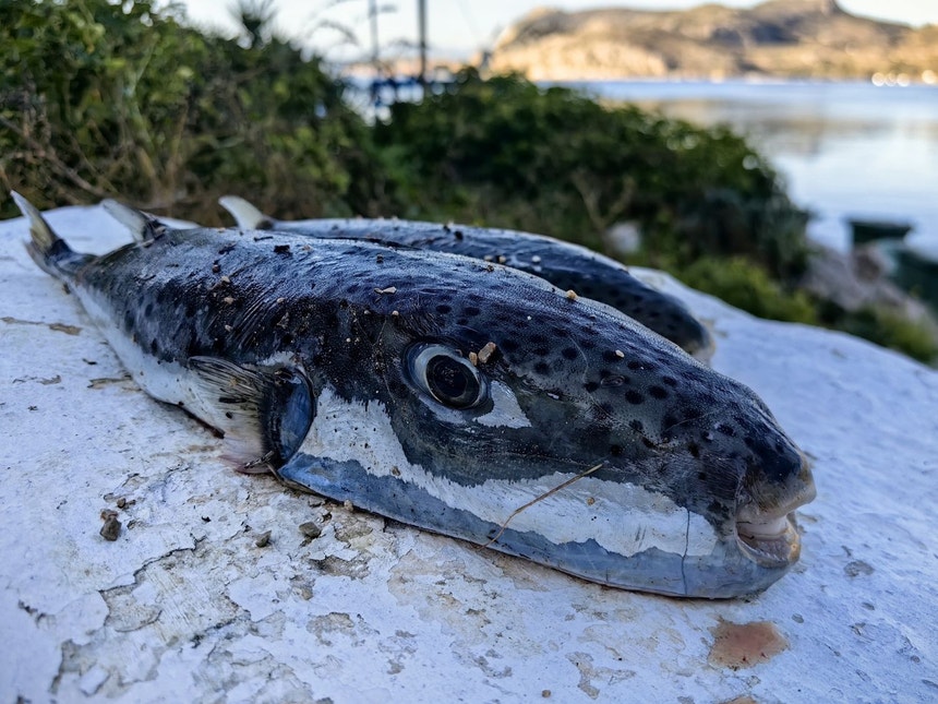 Imagem ilustrativa: Peixe-sapo de bochechas prateadas causa alarme nas praias da Grécia
