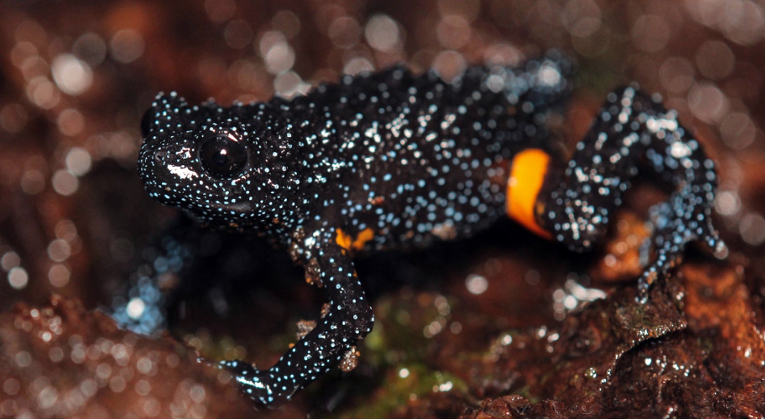Rãs galáxia em risco de extinção devido a práticas fotográficas antiéticas