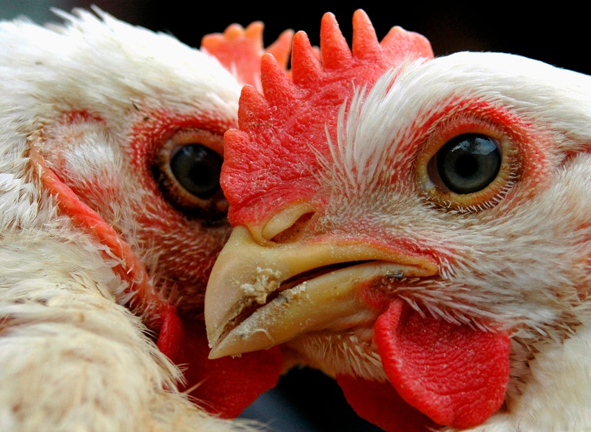 Imagem de Reportagens sobre direitos e bem-estar dos animais valem prémios para a RTP