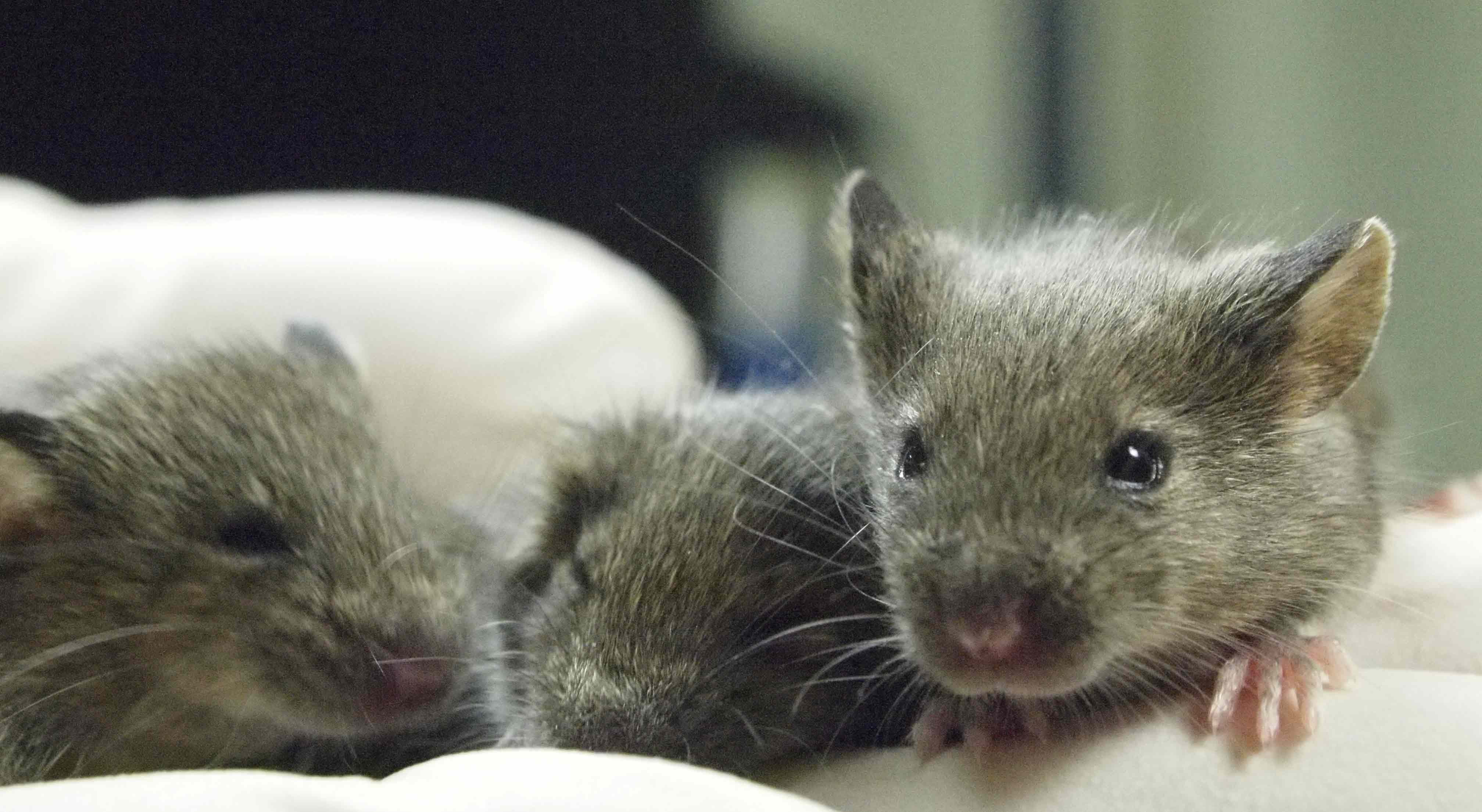 Diminuiu o número de animais usados para fins científicos na União Europeia