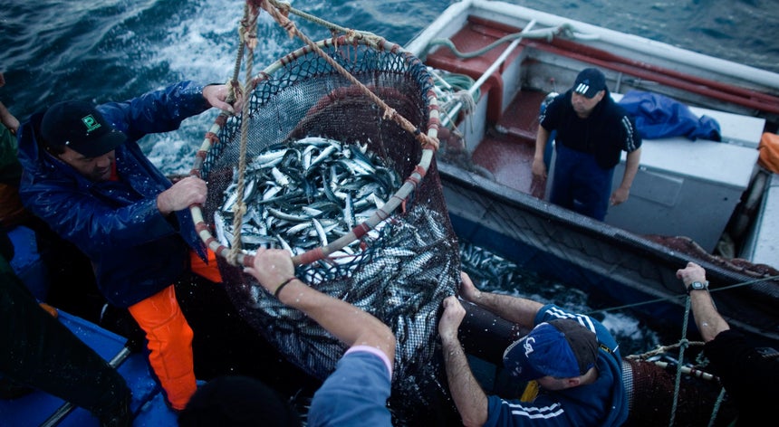 Resultado de imagem para Frota portuguesa autorizada a pescar mais 4.760 toneladas de sardinha até fim do ano