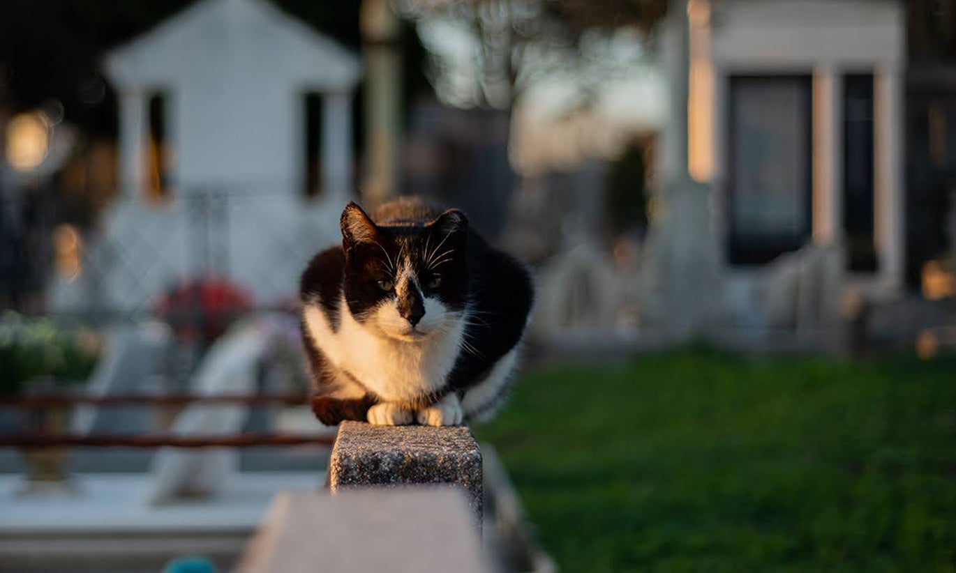 Parlamento Europeu aprova projeto de lei que visa proteção de animais de companhia