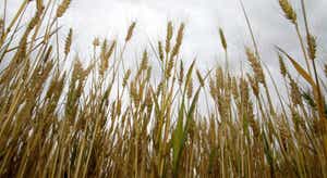 Ucrânia. UE defende extensão de veto à importação de cereais até fim de outubro