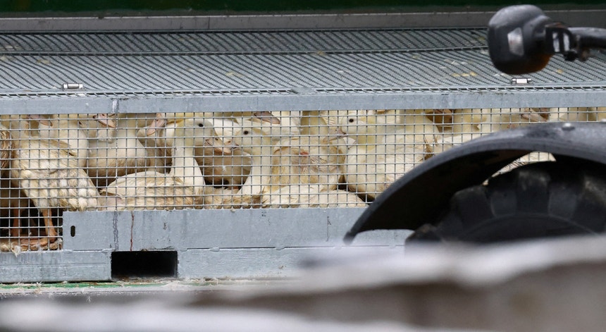 Imagem de Gripe das aves volta a ser detetada em Torres Vedras
