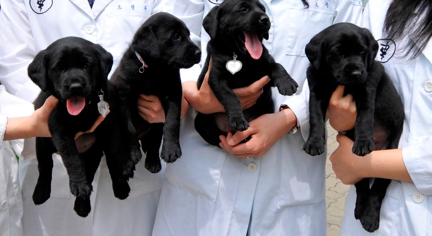 Quatro cães clonados a partir de um <i>labrador retriever</i> posam para a fotografia com os investigadores de veterinária da Seoul National University's College

