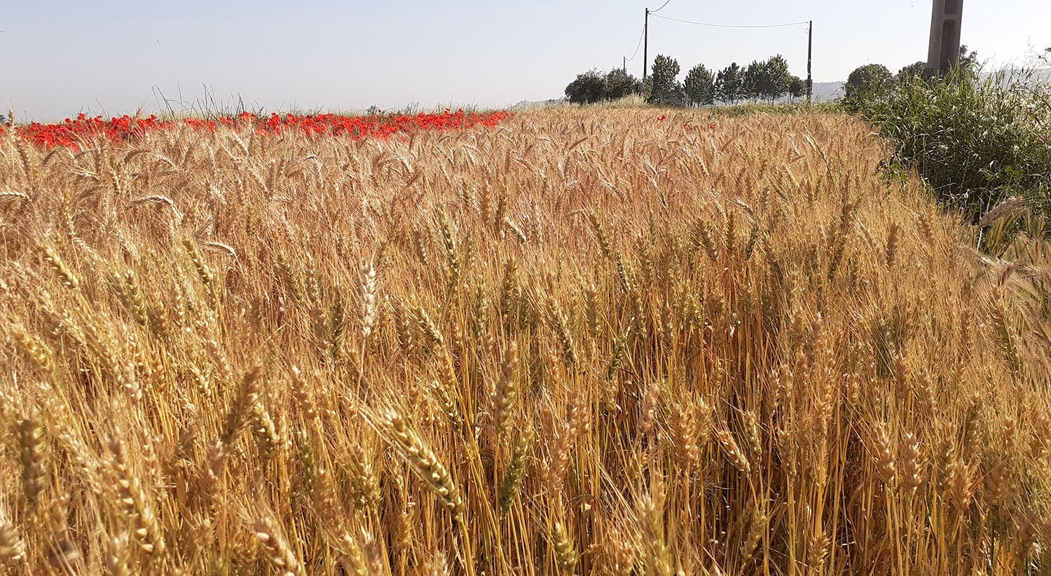 Portugal e mais 16 países da UE admitem nova dívida comum para financiar Política Agrícola Comum e de Coesão
