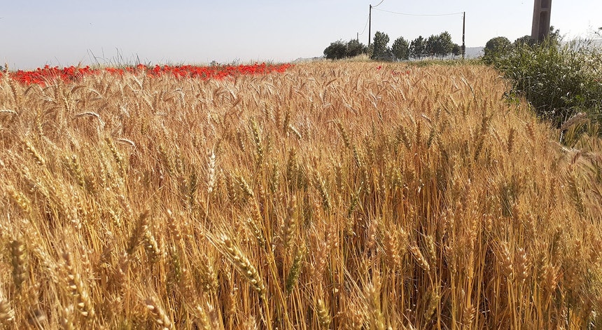 Imagem de Portugal e mais 16 países da UE admitem nova dívida comum para financiar Política Agrícola Comum e de Coesão