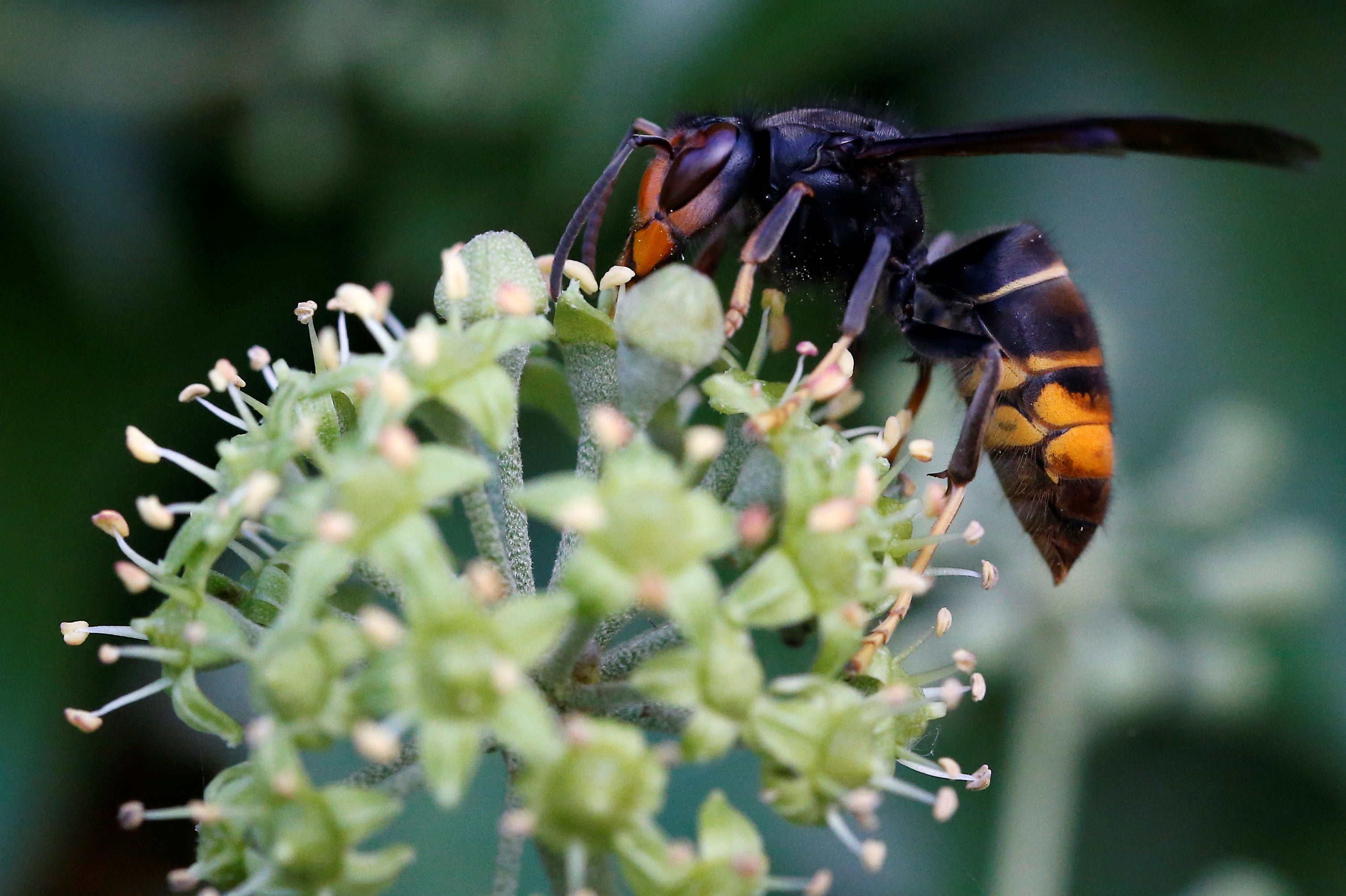 Associa��o de Munic�pios diz que Governo pouco fez em rela��o � vespa asi�tica