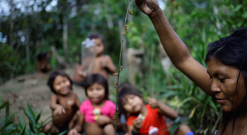Indígenas brasileiros. Relatório confirma 308 mortes na comunidade Yanomami em 2023