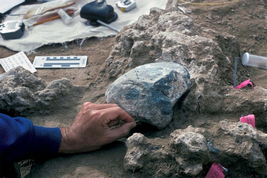 Um fragmento de dente de mastodonte descoberto sob uma rocha usada como martelo no local da escavação da Califónia e que terá 130.000 anos.
