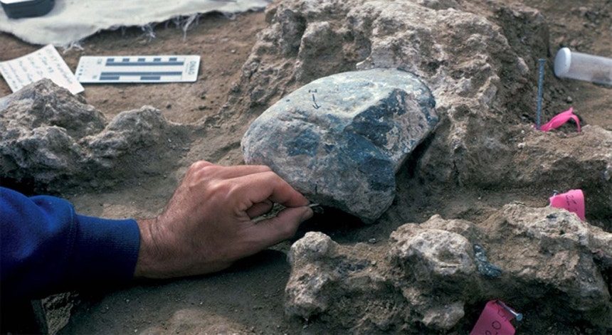 Um fragmento de dente de mastodonte descoberto sob uma rocha usada como martelo no local da escavação da Califónia e que terá 130.000 anos.
