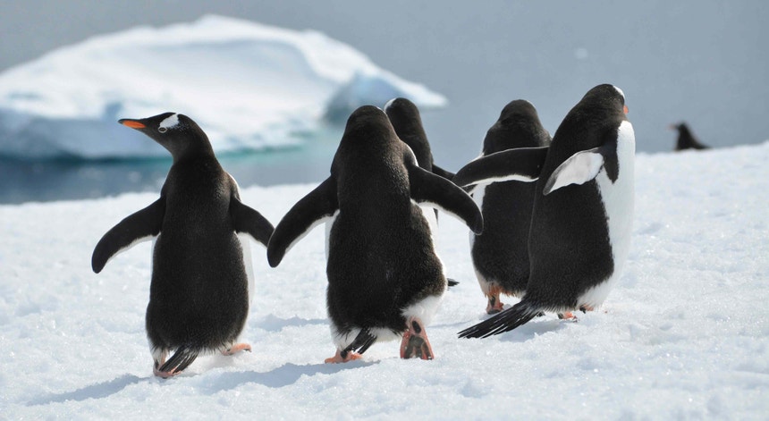 Imagem ilustrativa: "O convívio é simples". A experiência de um português que viveu com mil pinguin