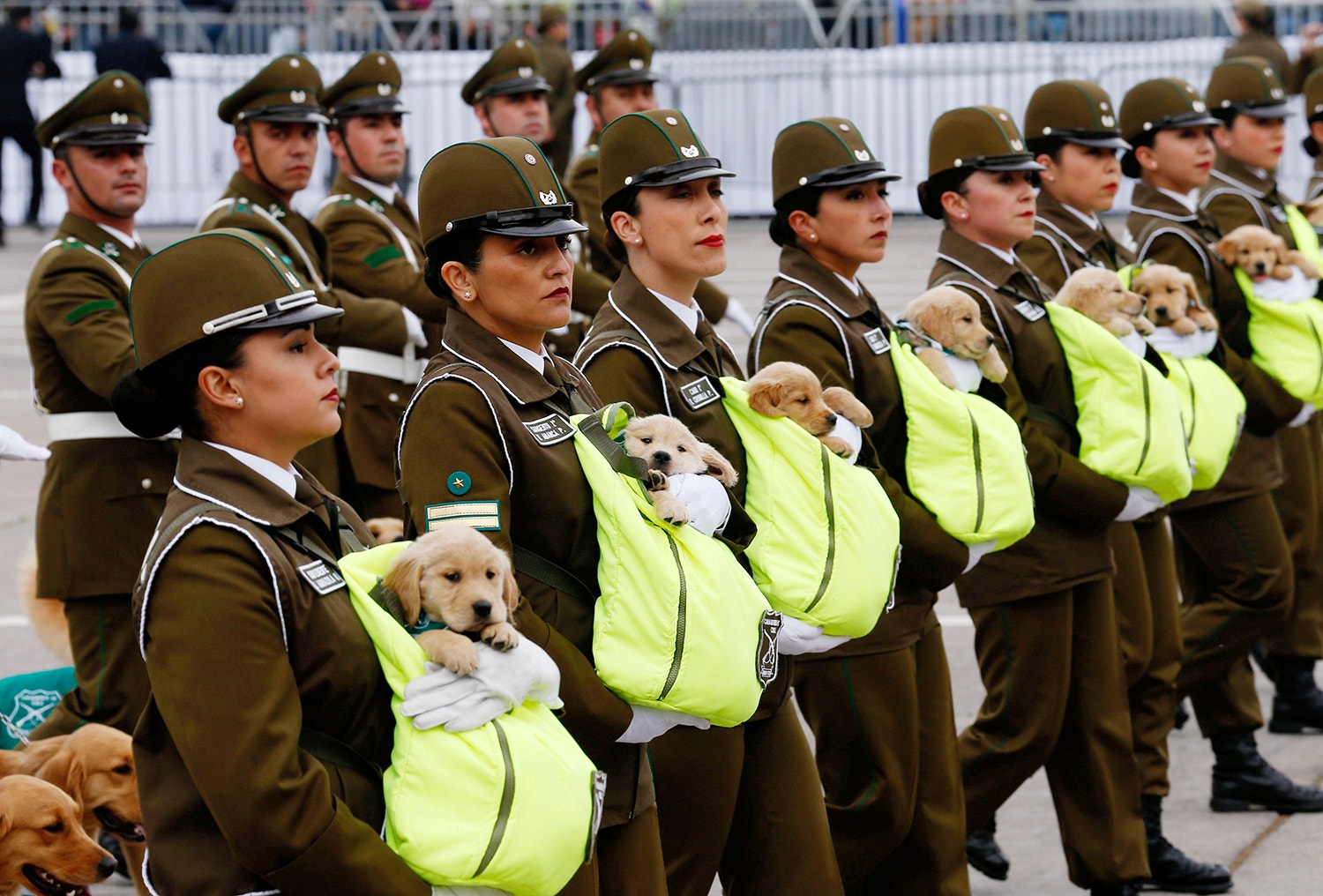  Apresenta&ccedil;&atilde;o dos novos c&atilde;es pol&iacute;cias do Chile /Rodrigo Garrido - Reuters 