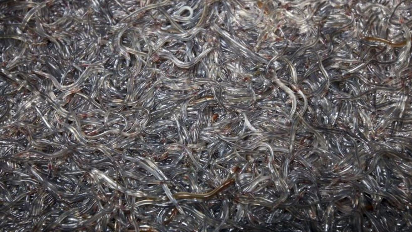 Biólogo português alerta para a exportação clandestina do meixão ...