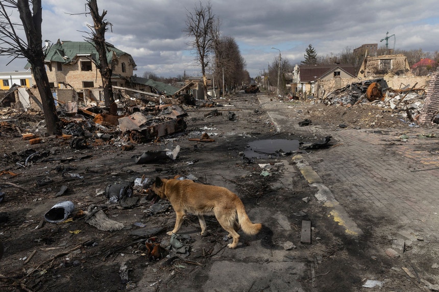 Um cão passeia-se entre os destroços de Bucha, Ucrânia
