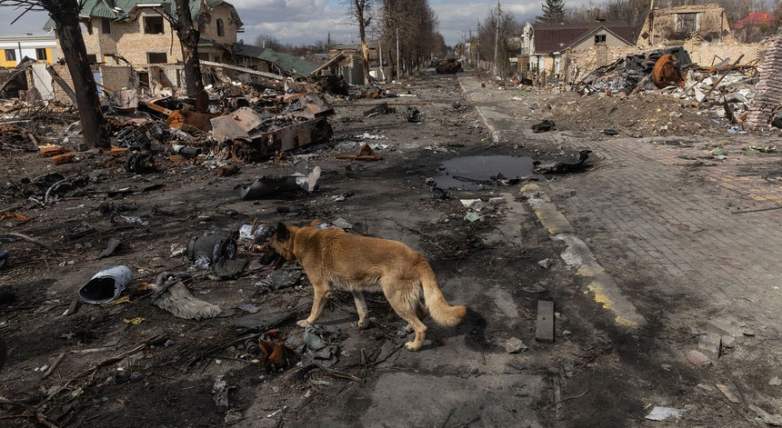 Um cão passeia-se entre os destroços de Bucha, Ucrânia
