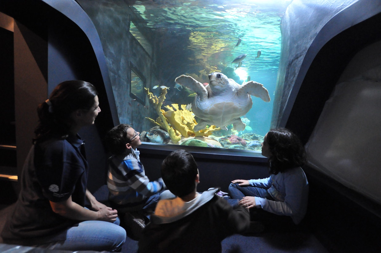  Tartarugas marinhas, A Viagem. 2011 | Mafalda Frade - Ocean&aacute;rio de Lisboa 