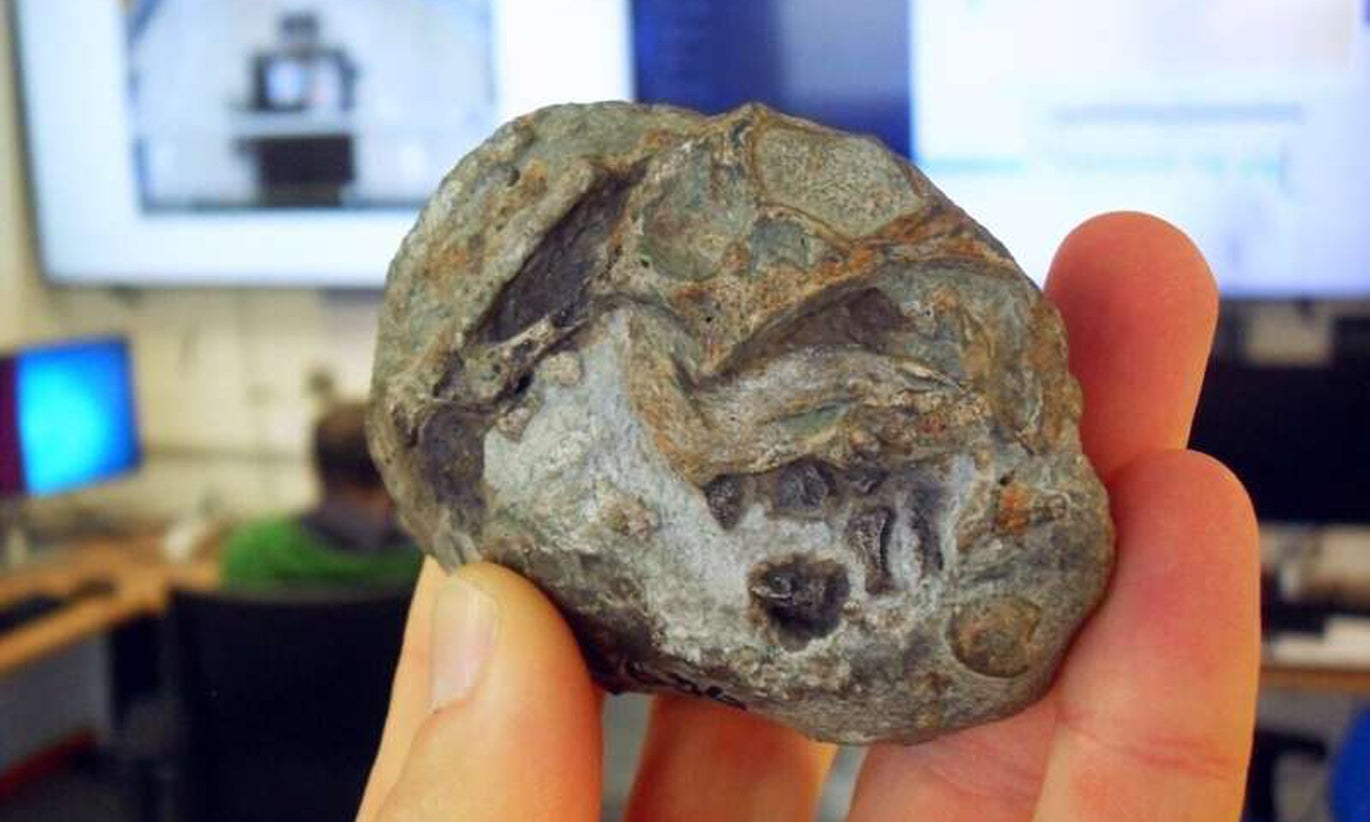 Descoberto primeiro ovo de um antepassado dos mamíferos com 250 milhões de anos